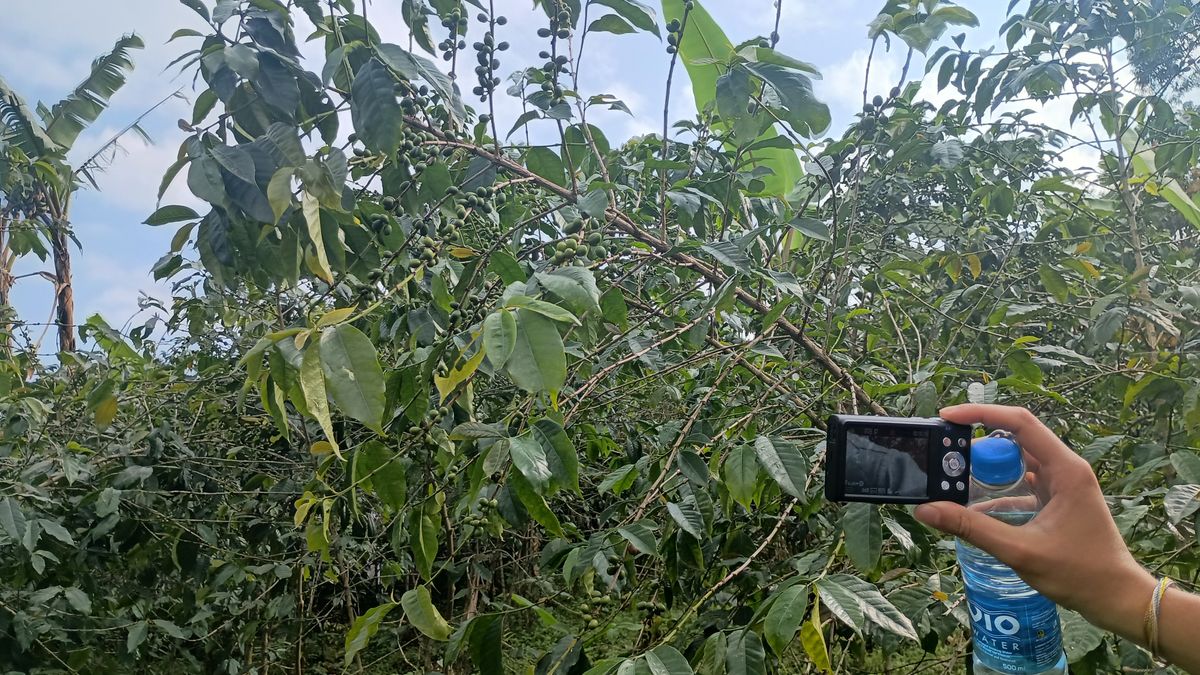 Arabica Coffee Farms